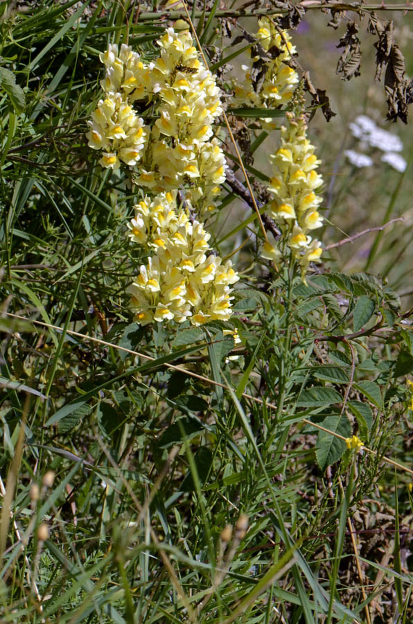 Linaria vulgaris